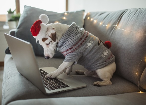8 Best Black Friday Deals for New Puppy Owners